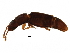  (Smicripidae - BIOUG28718-F01)  @14 [ ] CreativeCommons - Attribution (2016) CBG Photography Group Centre for Biodiversity Genomics