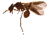  (Apterostigma pilosum - BIOUG28804-E02)  @14 [ ] CreativeCommons - Attribution (2016) CBG Photography Group Centre for Biodiversity Genomics