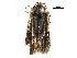  (Agonopterix Malaise1767 - BIOUG28805-B08)  @13 [ ] CreativeCommons - Attribution (2016) CBG Photography Group Centre for Biodiversity Genomics