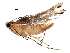  (malaiseGraci01 Malaise9887 - BIOUG28810-E06)  @13 [ ] CreativeCommons - Attribution (2016) CBG Photography Group Centre for Biodiversity Genomics