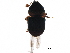  (Hexacolini - BIOUG30939-A11)  @14 [ ] CreativeCommons - Attribution (2017) CBG Photography Group Centre for Biodiversity Genomics