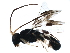  ( - BIOUG30966-F11)  @13 [ ] CreativeCommons - Attribution (2019) CBG Photography Group Centre for Biodiversity Genomics