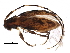  (Urgleptes - BIOUG28864-D01)  @14 [ ] CreativeCommons - Attribution (2016) CBG Photography Group Centre for Biodiversity Genomics