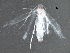  (malaiseGraci01 Malaise2256 - BIOUG28865-H11)  @12 [ ] CreativeCommons - Attribution (2016) CBG Photography Group Centre for Biodiversity Genomics
