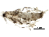  (malaiseGraci01 Malaise1278 - BIOUG29236-G10)  @13 [ ] CreativeCommons - Attribution (2016) CBG Photography Group Centre for Biodiversity Genomics
