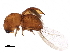  (Xylosandrus morigerus - BIOUG29249-H01)  @14 [ ] CreativeCommons - Attribution (2017) CBG Photography Group Centre for Biodiversity Genomics