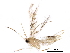  (malaiseGraci01 Malaise1474 - BIOUG29332-H11)  @13 [ ] CreativeCommons - Attribution (2016) CBG Photography Group Centre for Biodiversity Genomics