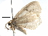  ( - BIOUG29129-E06)  @13 [ ] CreativeCommons - Attribution (2016) CBG Photography Group Centre for Biodiversity Genomics