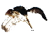  ( - BIOUG29219-D12)  @14 [ ] CreativeCommons - Attribution (2016) CBG Photography Group Centre for Biodiversity Genomics