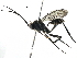  (crypMalaise01 Malaise4702 - BIOUG29220-B07)  @14 [ ] CreativeCommons - Attribution (2016) CBG Photography Group Centre for Biodiversity Genomics