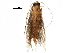 (blastoBioLep01 BioLep4684 - BIOUG29229-H02)  @13 [ ] CreativeCommons - Attribution (2016) CBG Photography Group Centre for Biodiversity Genomics
