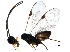  (Promicrogaster Malaise4300 - BIOUG29292-A07)  @12 [ ] CreativeCommons - Attribution (2016) CBG Photography Group Centre for Biodiversity Genomics