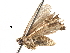  (ereMalaise01 Malaise6310 - BIOUG29291-G03)  @13 [ ] CreativeCommons - Attribution (2016) CBG Photography Group Centre for Biodiversity Genomics