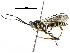  (ichneuMalaise01 Malaise5402 - BIOUG29503-G09)  @14 [ ] CreativeCommons - Attribution (2016) CBG Photography Group Centre for Biodiversity Genomics