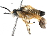  (Anathulea - BIOUG29591-B04)  @14 [ ] CreativeCommons - Attribution (2016) CBG Photography Group Centre for Biodiversity Genomics