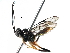  (Diacantharius Malaise5487 - BIOUG29591-E10)  @13 [ ] CreativeCommons - Attribution (2016) CBG Photography Group Centre for Biodiversity Genomics