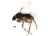  (Coniceromyia - BIOUG29697-A06)  @14 [ ] CreativeCommons - Attribution (2016) CBG Photography Group Centre for Biodiversity Genomics