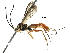  (atroMalaise01 Malaise9241 - BIOUG29602-D12)  @14 [ ] CreativeCommons - Attribution (2016) CBG Photography Group Centre for Biodiversity Genomics