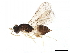  (tetraMalaise01 malaise0245 - BIOUG29705-A04)  @15 [ ] CreativeCommons - Attribution (2020) CBG Photography Group Centre for Biodiversity Genomics
