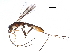  ( - BIOUG29709-A12)  @13 [ ] CreativeCommons - Attribution (2017) CBG Photography Group Centre for Biodiversity Genomics