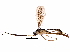  (cryptJanzen01 Malaise6647 - BIOUG29709-C04)  @14 [ ] CreativeCommons - Attribution (2016) CBG Photography Group Centre for Biodiversity Genomics