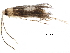  (malaiseGraci01 Malaise6572 - BIOUG30484-C06)  @13 [ ] CreativeCommons - Attribution (2016) CBG Photography Group Centre for Biodiversity Genomics