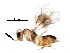  ( - BIOUG30567-A12)  @13 [ ] CreativeCommons - Attribution (2016) CBG Photography Group Centre for Biodiversity Genomics