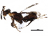  ( - BIOUG29160-G10)  @13 [ ] CreativeCommons - Attribution (2017) CBG Photography Group Centre for Biodiversity Genomics