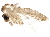  (Brumptomyia - BIOUG29323-D11)  @13 [ ] CreativeCommons - Attribution (2016) CBG Photography Group Centre for Biodiversity Genomics