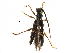  (Disteniidae - BIOUG29400-B06)  @14 [ ] CreativeCommons - Attribution (2016) CBG Photography Group Centre for Biodiversity Genomics