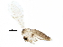  (Migonemyia - BIOUG29489-E02)  @16 [ ] CreativeCommons - Attribution (2016) CBG Photography Group Centre for Biodiversity Genomics