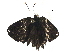  (lycMalaise6635 - BIOUG29438-G11)  @13 [ ] CreativeCommons - Attribution (2016) CBG Photography Group Centre for Biodiversity Genomics