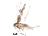  (malaiseGraci01 Malaise3245 - BIOUG29587-A03)  @13 [ ] CreativeCommons - Attribution (2016) CBG Photography Group Centre for Biodiversity Genomics