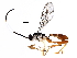  (cryptJanzen01 Malaise7236 - BIOUG30941-C01)  @14 [ ] CreativeCommons - Attribution (2016) CBG Photography Group Centre for Biodiversity Genomics