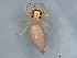  (Orthrus - BIOUG60802-H05)  @11 [ ] CreativeCommons - Attribution (2021) CBG Photography Group Centre for Biodiversity Genomics