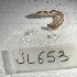  ( - JL653)  @11 [ ] CCBY (2025) Jean-Lou Justine Museum national d'Histoire naturelle