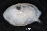  ( - NUOB-A011-05)  @11 [ ] Copyright (2014) Darrin T Schultz Monterey Bay Aquarium Research Institute
