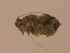  ( - 10PROBE-22414)  @12 [ ] CreativeCommons - Attribution (2010) CBG Photography Group Centre for Biodiversity Genomics