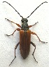  (Neoalosterna rubida - JMCA-1038)  @14 [ ] CreativeCommons - Attribution (2016) Jim Moore Centre for Biodiversity Genomics
