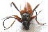  ( - JMCA-1038)  @12 [ ] CreativeCommons - Attribution (2016) Jim Moore Centre for Biodiversity Genomics