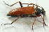  ( - JMCA-1038)  @13 [ ] CreativeCommons - Attribution (2016) Jim Moore Centre for Biodiversity Genomics