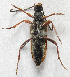  ( - JMCA-1038)  @12 [ ] CreativeCommons - Attribution (2016) Jim Moore Centre for Biodiversity Genomics