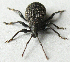  ( - JMCA-1040)  @11 [ ] CreativeCommons - Attribution (2016) Jim Moore Centre for Biodiversity Genomics