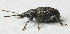  ( - JMCA-1040)  @11 [ ] CreativeCommons - Attribution (2016) Jim Moore Centre for Biodiversity Genomics