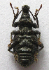  ( - JMCA-1040)  @11 [ ] CreativeCommons - Attribution (2016) Jim Moore Centre for Biodiversity Genomics