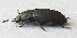  ( - JMCA-1047)  @11 [ ] CreativeCommons - Attribution (2016) Jim Moore Centre for Biodiversity Genomics