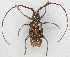  (Monochamus clamator - JMCA-1100)  @14 [ ] CreativeCommons - Attribution (2016) Jim Moore Centre for Biodiversity Genomics