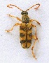  (Xestoleptura crassipes - JMCA-1109)  @14 [ ] CreativeCommons - Attribution (2016) Jim Moore Centre for Biodiversity Genomics