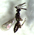  ( - 76.2-LM-50)  @11 [ ] CreativeCommons - Attribution Non-Commercial Share-Alike (2016) E. Villa-Galaviz University of Bristol