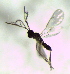  (Hemiptarsenus ornatus - Ash-L-07)  @11 [ ] CreativeCommons - Attribution Non-Commercial Share-Alike (2016) E. Villa-Galaviz University of Bristol